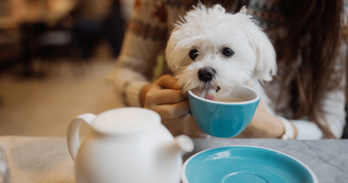 Photo of 10 Must-Visit Dog Friendly Cafes & Restaurants In Dubai