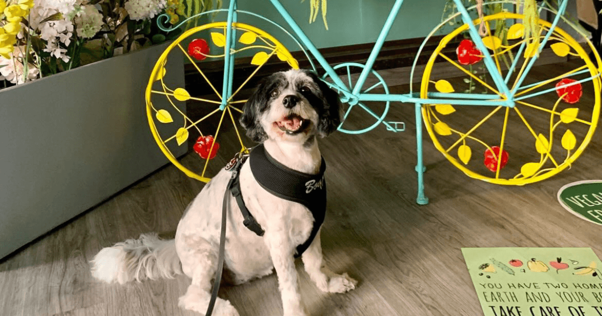 Photo of Top 10 Indoor Dog Friendly Venues To Visit This Summer In Dubai