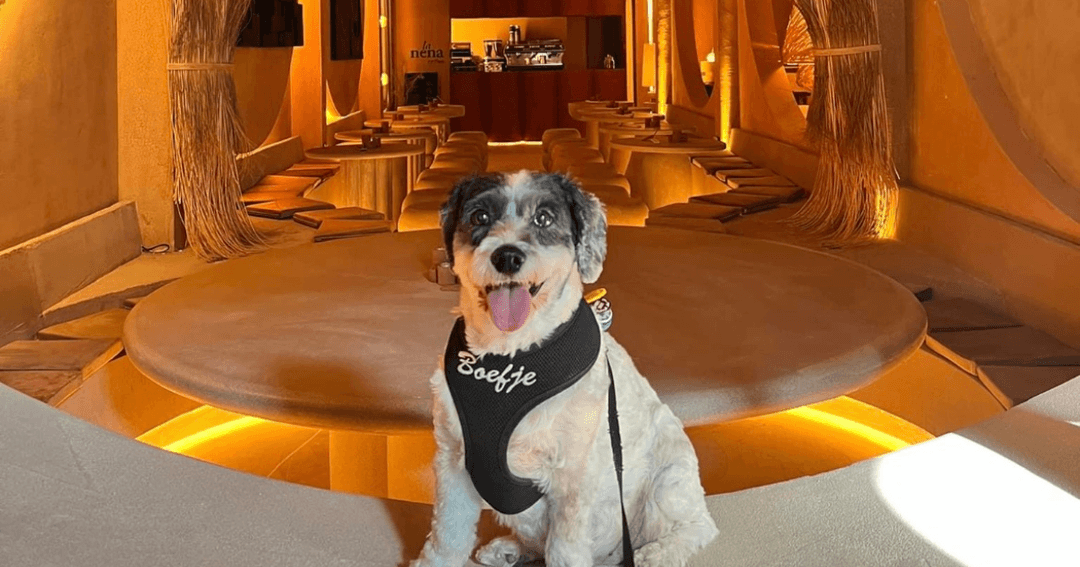 Photo of Top 10 Indoor Dog Friendly Venues To Visit This Summer In Dubai